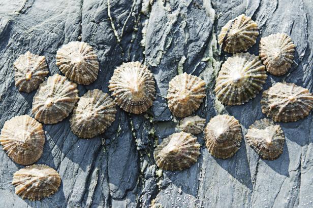 Napfschnecken sitzen auf einem grauen Felsen.