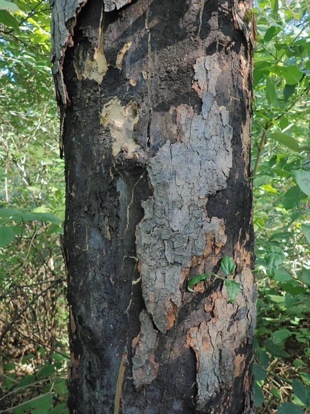 Baumfällungen in Hietzing: 15 Ahornbäume von Pilz betroffen