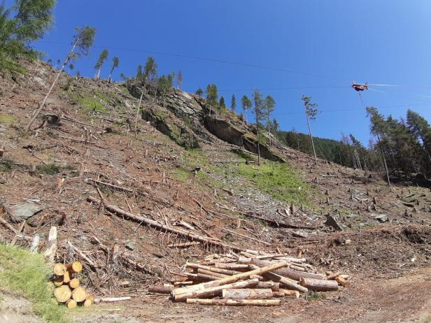 Borkenkäfer-Alarm: Bedrohung durch verheerenden Baumtod