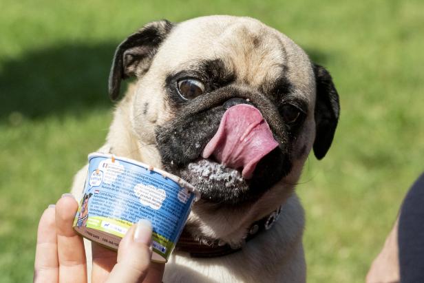 Ein Mops leckt genüsslich ein Eis für Hunde.