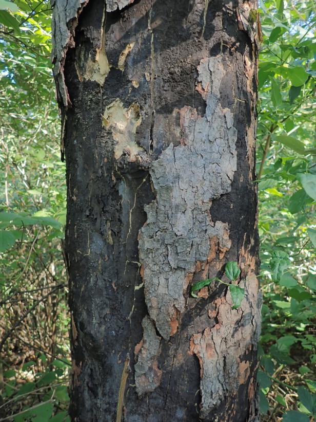 Grüne Kritik an Wiener Baum-Politik - und drei aktuelle Beispiele