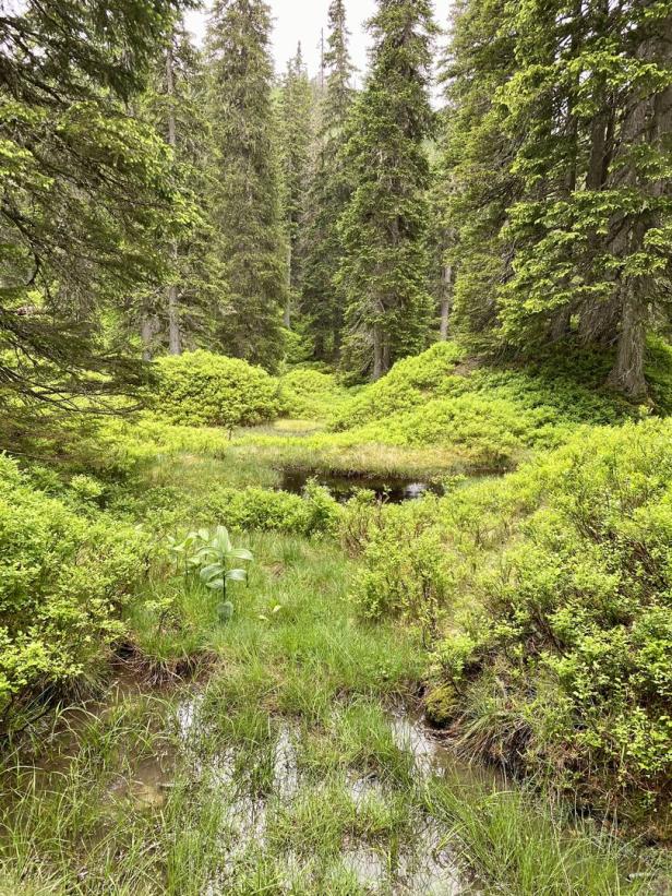 Nationalpark Hohe Tauern: Im Rauriser Urwald mit Ranger Ferdl