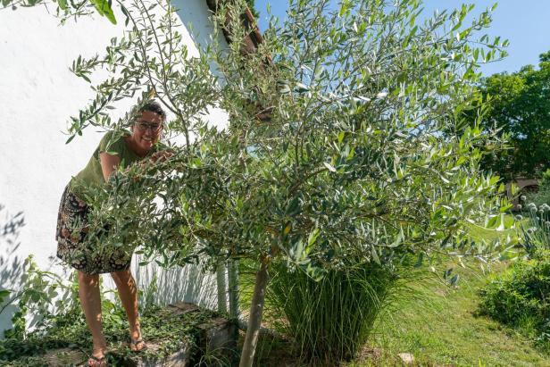 Klimawandel: Wenn das Olivenöl aus dem Burgenland kommt