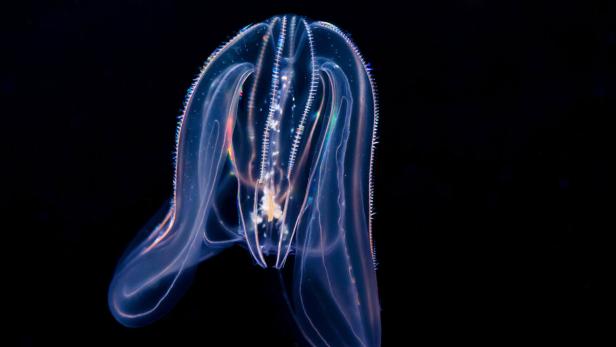 Eine Kammqualle schwebt im dunklen Wasser.