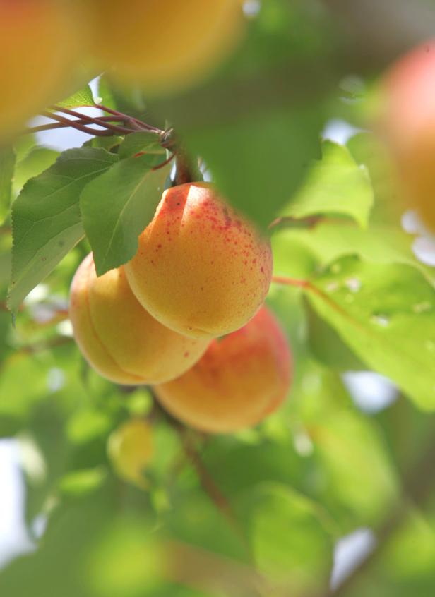 Obstbäume: Richtige Pflege für eine reiche Ernte