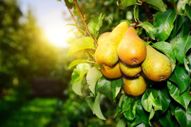 Reife Birnen auf einem Baum, Sonne im Hintergrund