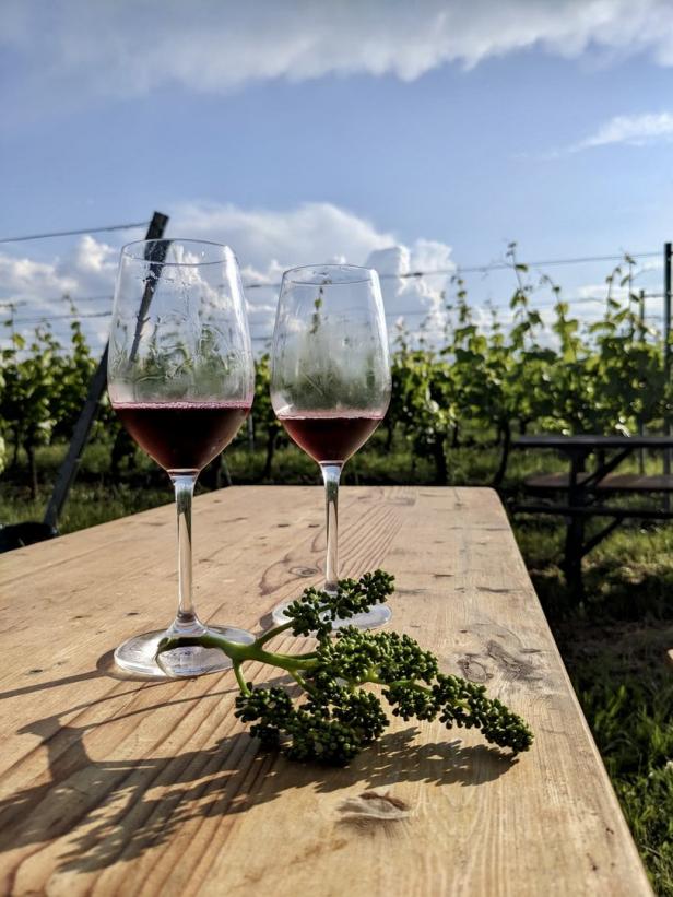 Weinblütenwanderung: Blaumachen in den Lutzmannsburger Rieden
