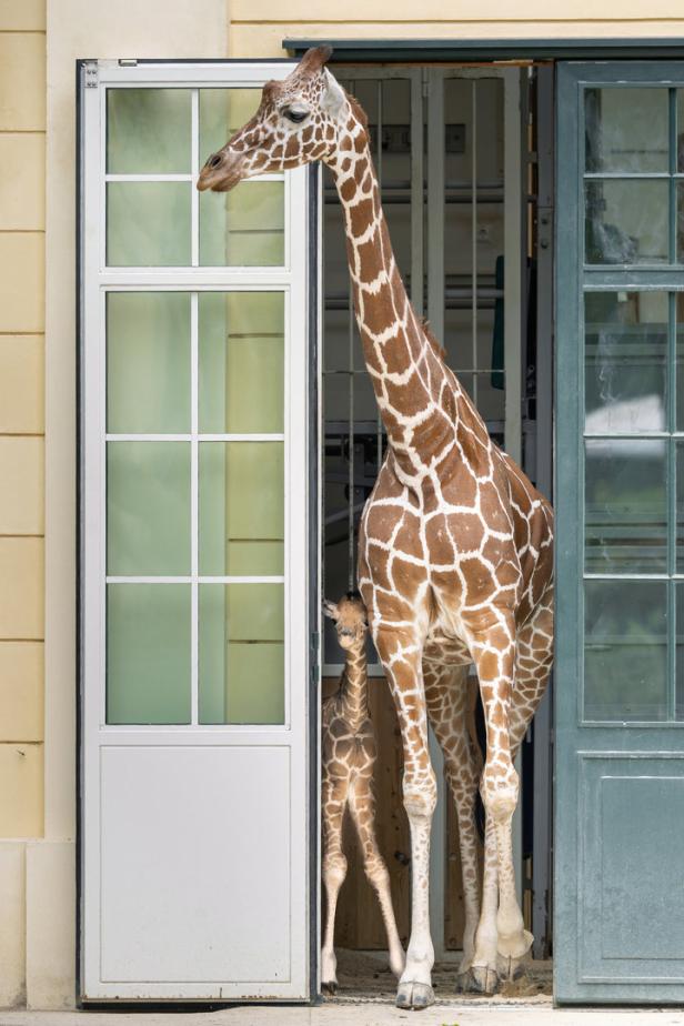 Nachwuchs im Tiergarten Schönbrunn: Giraffen-Baby hat einen Namen