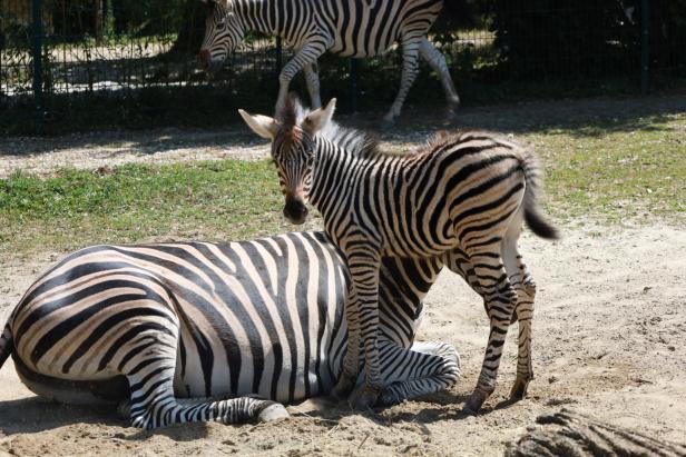 Zebra-Stute mit ihrer Mutter Farai"