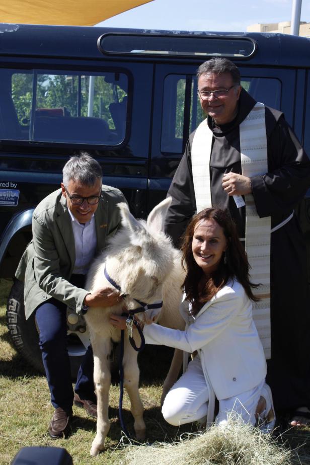 Nachwuchs bei den Lipizzanern des Seewinkels