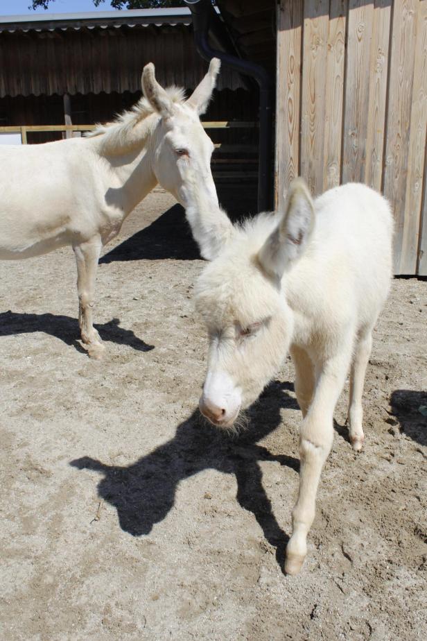 Nachwuchs bei den Lipizzanern des Seewinkels