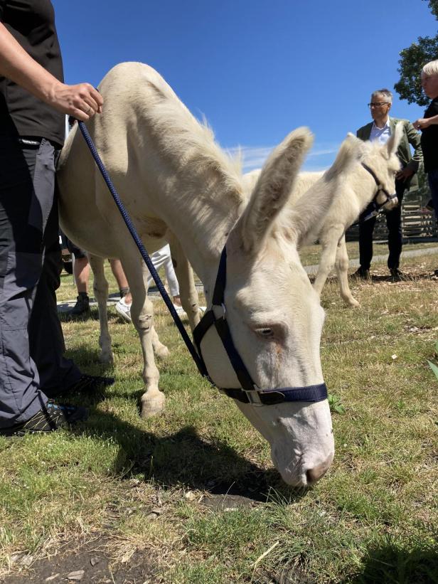 Nachwuchs bei den Lipizzanern des Seewinkels