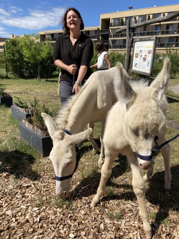 Nachwuchs bei den Lipizzanern des Seewinkels