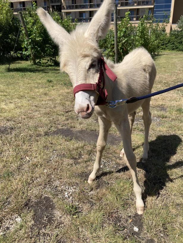 Nachwuchs bei den Lipizzanern des Seewinkels