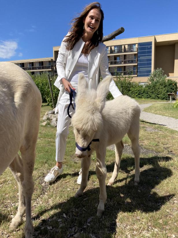 Nachwuchs bei den Lipizzanern des Seewinkels