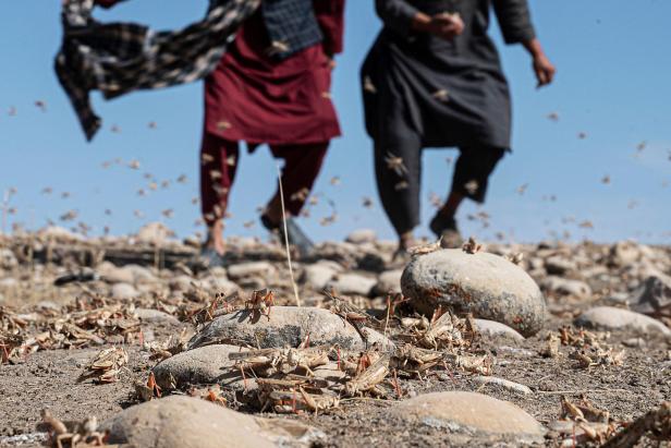 FILES-AFGHANISTAN-AGRICULTURE-ECONOMY-LOCUSTS