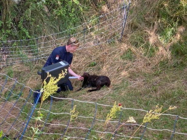 Polizisten retteten Lamm: Tier kollabierte in der Hitze