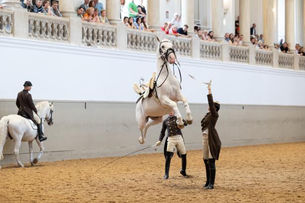 Womit es die Lipizzaner bis nach Hollywood schafften