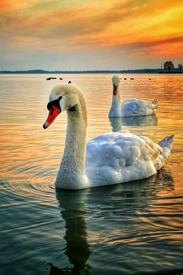 Zwei Schwäne schwimmen auf einem See bei Sonnenuntergang.