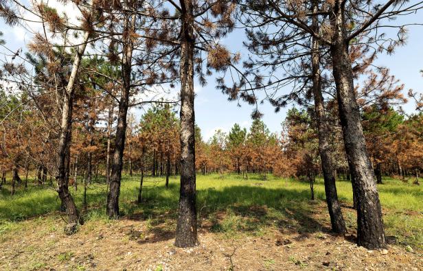 Waldbrandgefahr: Einsatz-Management für 108 Gemeinden