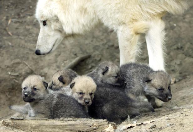 Flauschiger Nachwuchs bei den Arktischen Wölfen