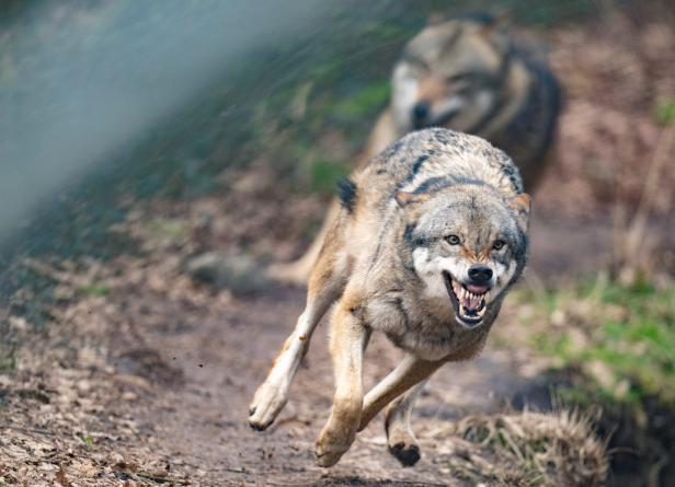 Erschossener Wolf: Täter kommt straffrei davon