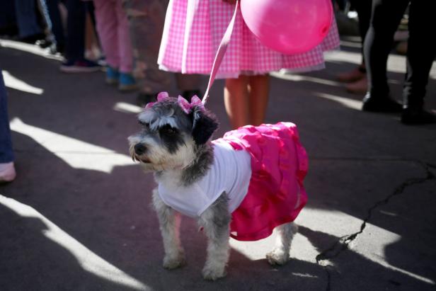 Ein Hund mit Schleife und rosa Rock steht auf einer Straße.