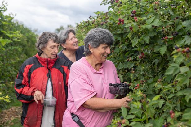 Brombeeren: Warum sie jeder im Garten haben sollte