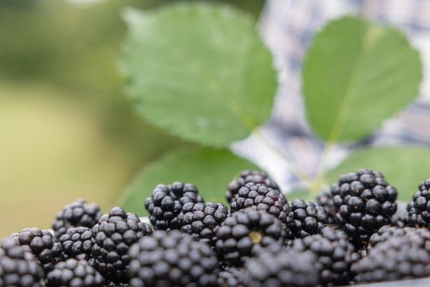 Brombeeren: Warum sie jeder im Garten haben sollte