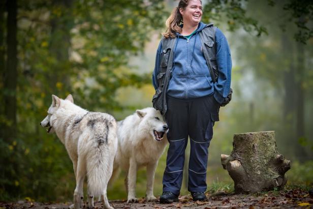 Forschung in Niederösterreich: Was man vom Wolf lernen kann