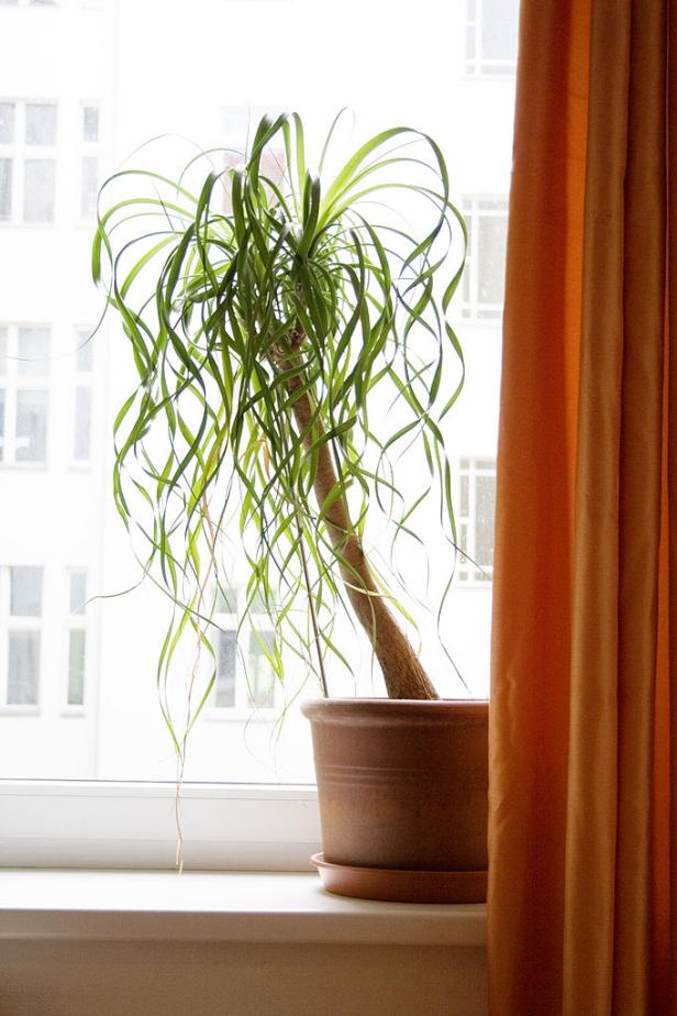 10 Zimmerpflanzen, die nicht totzukriegen sind
