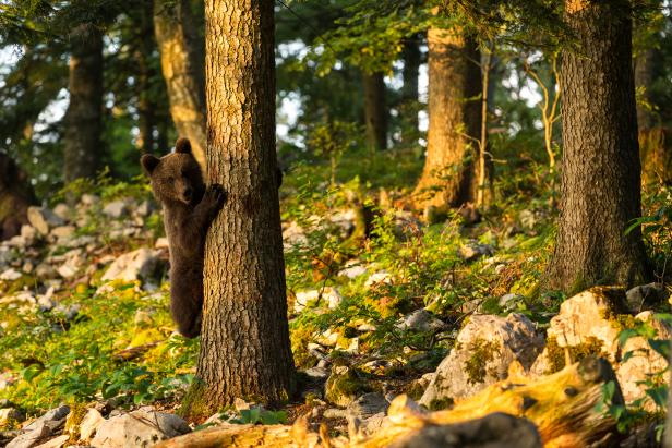 Ein junger Bär klettert an einem Baum im Wald hoch.