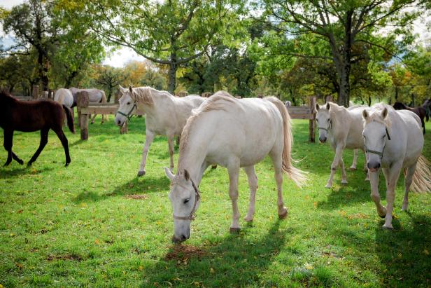Mehrere weiße und ein braunes Pferd stehen auf einer grünen Wiese.