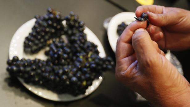 Rotwein kann Krebsrisiko reduzieren