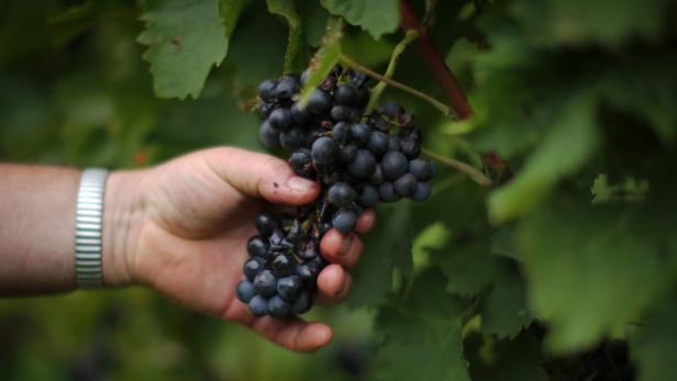 Rotwein kann Krebsrisiko reduzieren