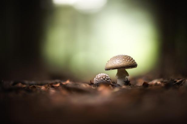 Zwei Pantherpilze im Wald.
