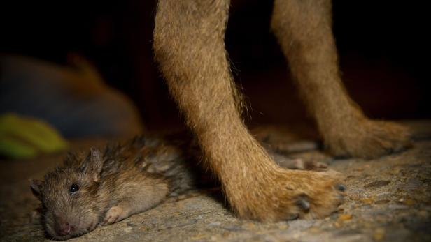 Eine tote Ratte liegt vor den Pfoten eines Hundes.