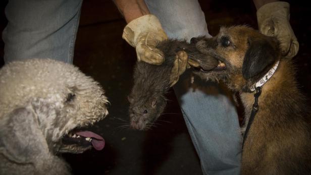 Ein Hund hält eine Ratte im Maul, während ein anderer Hund zusieht.