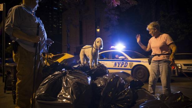 Ein Hund steht auf Müllsäcken vor einem Streifenwagen des NYPD, während seine Besitzerin winkt.