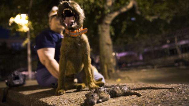 Ein Hund sitzt mit aufgerissenem Maul hinter einer toten Ratte.