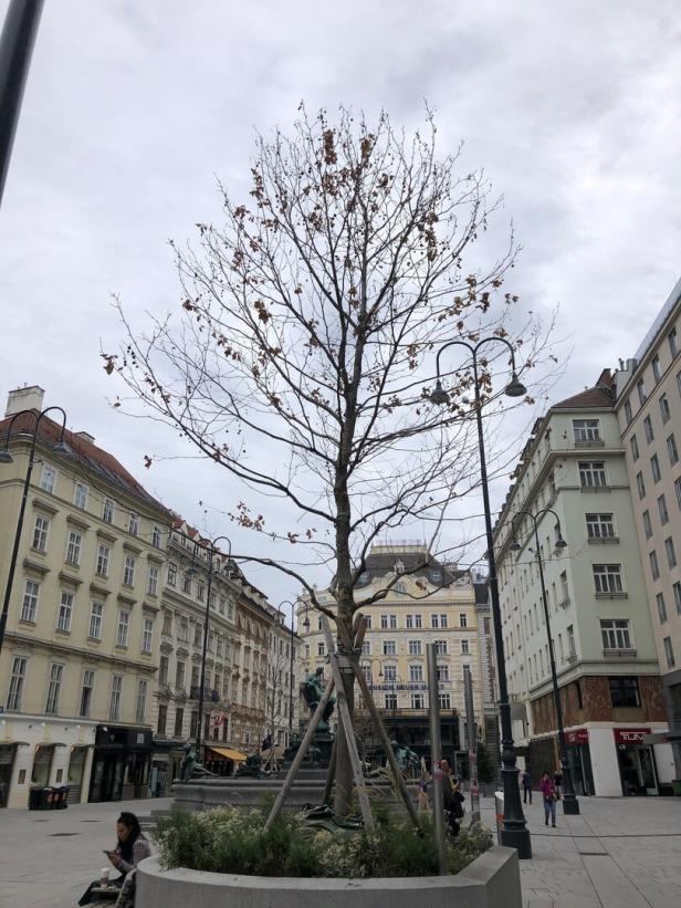 Wien verschärft Baumschutzgesetz: Größere Bäume und höhere Strafen