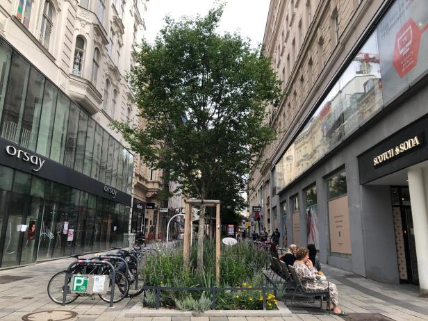 Bäume in Wien: Dem Stadtklima (nicht) gewachsen