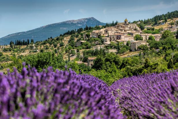 Großer Schaden: Raupe frisst Lavendel in der Provence