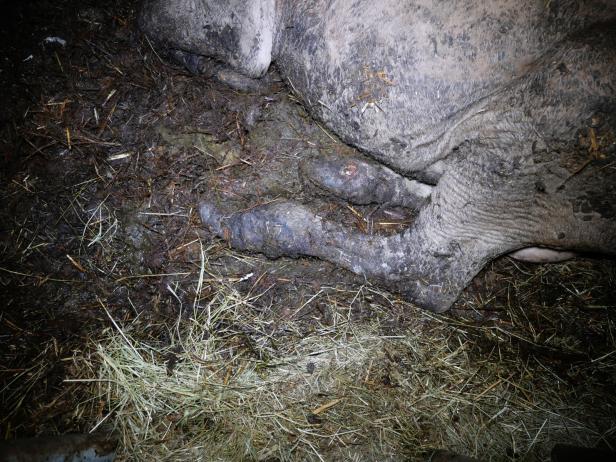 Tierschutzorganisation zeigte Vorarlberger Rinderbetrieb an