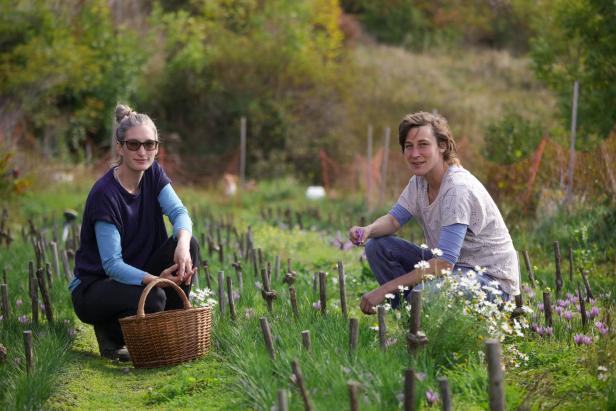 Zwei Frauen hocken in einem Feld mit Krokussen und sammeln Safran.