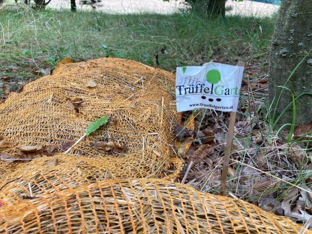 Trüffel für Zuhause: Zu Besuch auf Österreichs erster Plantage