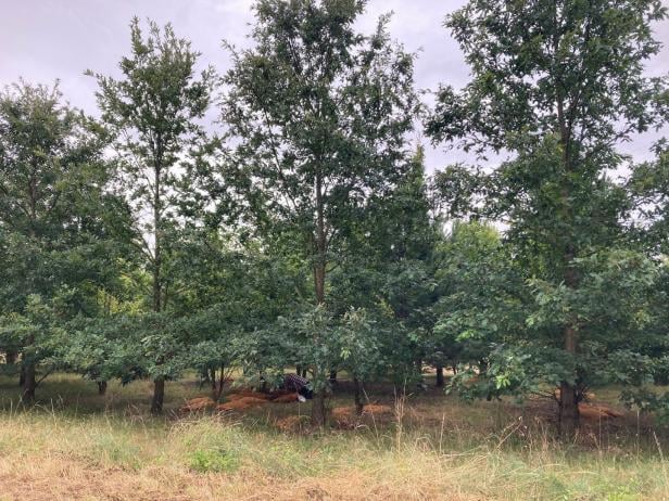 Trüffel für Zuhause: Zu Besuch auf Österreichs erster Plantage