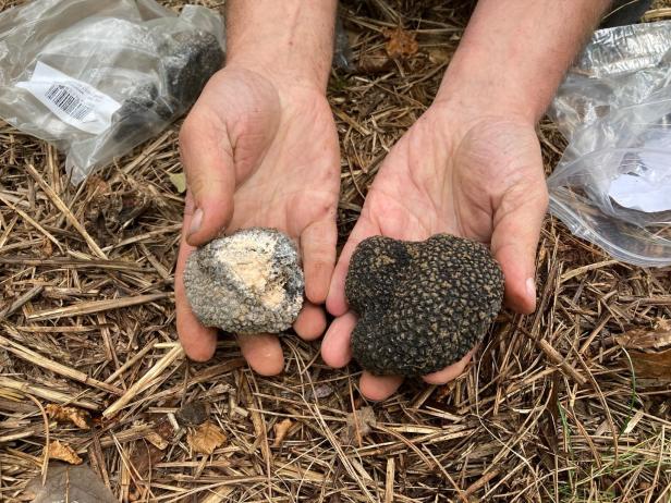 Trüffel für Zuhause: Zu Besuch auf Österreichs erster Plantage