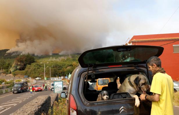 Schon fast 3.300 Hektar durch Waldbrand auf Teneriffa zerstört