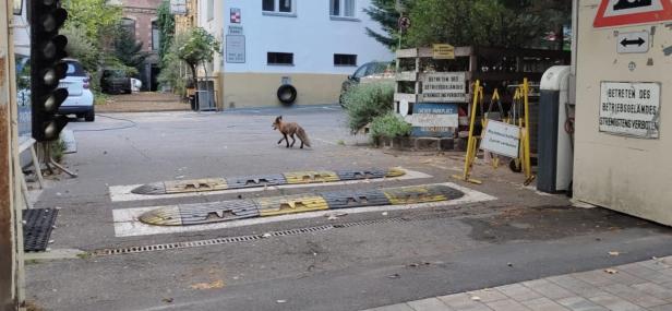 Wildtiere in Wien: Fuchs verirrte sich ins Filmquartier